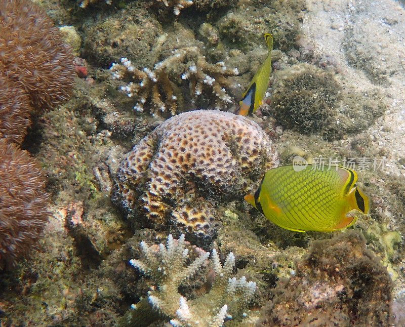 两种吃珊瑚的格纹蝴蝶鱼(Chaetodon rafflesii
